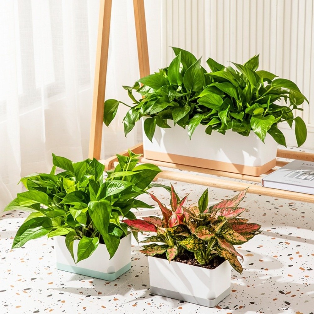 Basit Kare Şekilli Kendinden S - Self-Watering Planter incelemesi ve fiyatı